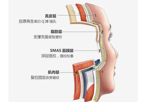 面部结构剖析图