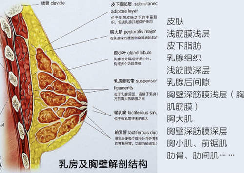 胸部结构分析隆胸置入位置