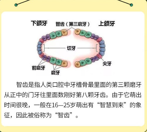 牙齿结构示意图