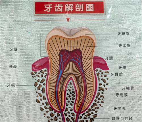 牙齿解刨图