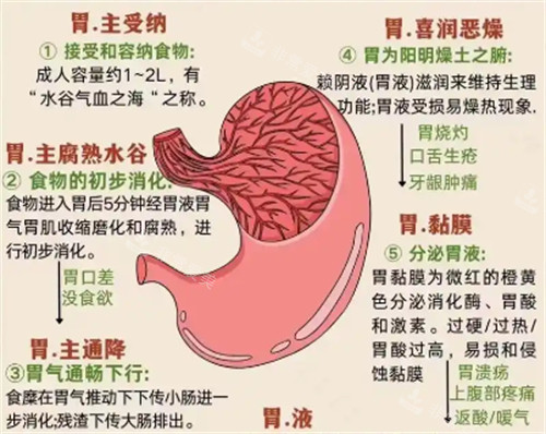 肠胃功能