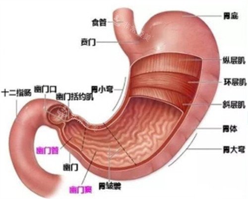 肠胃结构