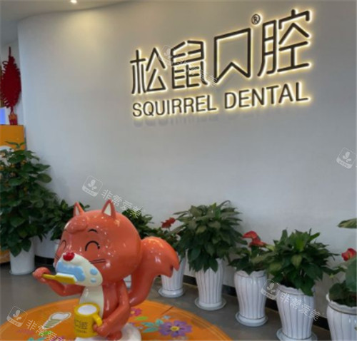 昆明松鼠口腔环境一角