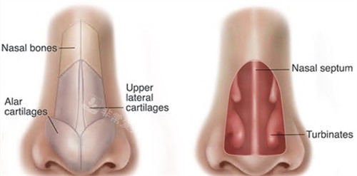 鼻部整形动画图 鼻部整形动画图