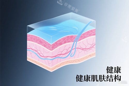 健康皮膚結(jié)構(gòu)