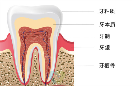 牙齿构成有哪些