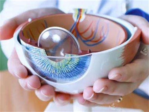 割眼角膜手术模型展示