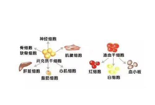 日本干细胞注射图