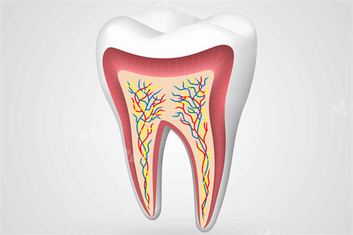 牙釉质牙齿结构图