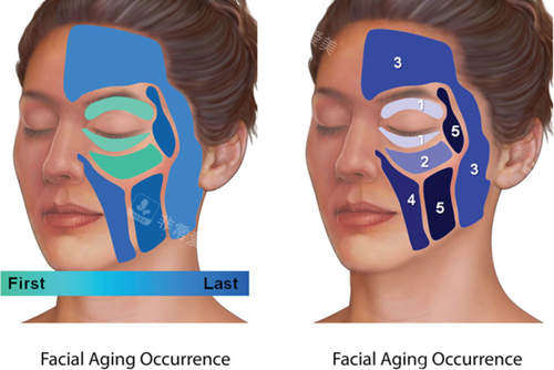 面部填充分区结果 面部填充分区结果