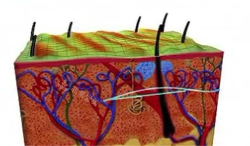 埋线提升组织内部透视图 埋线提升组织内部透视图