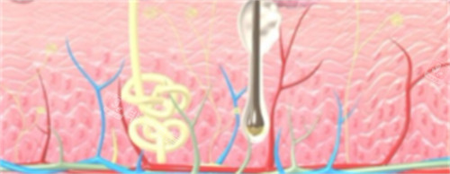 皮膚層次 皮膚層次