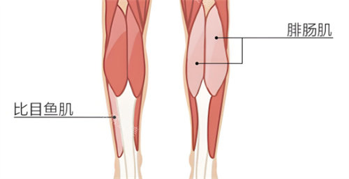小腿肌肉图