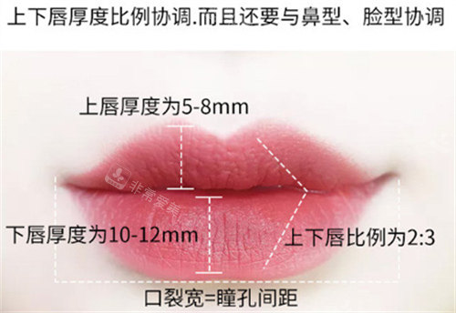 唇部比例展示 唇部比例展示