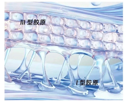 Ⅰ型胶原蛋白和Ⅲ型区别