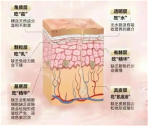 不同皮膚層次需要的營(yíng)養(yǎng)