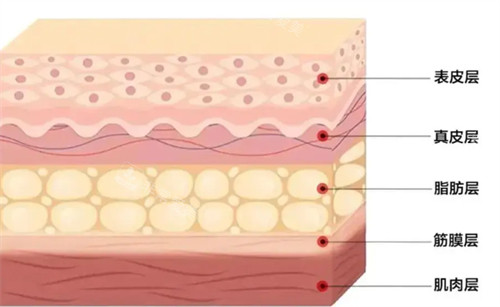 抗衰肌膚層次詳解