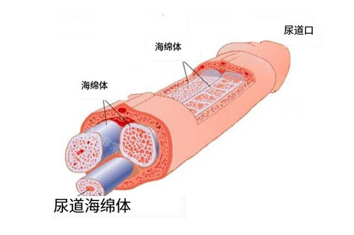 男性海綿體位置圖