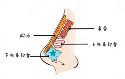 隆鼻动画解剖图