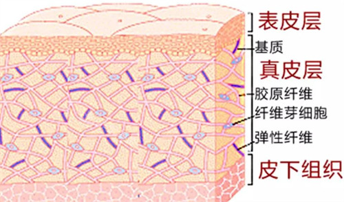 皮肤层次详细简介