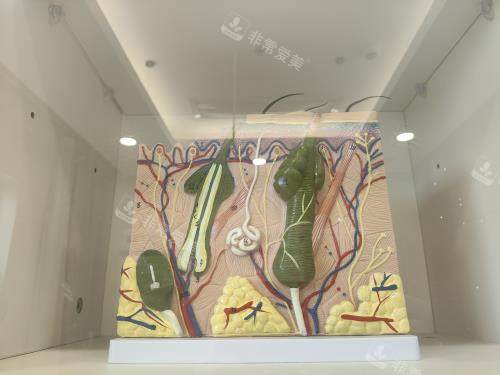 北京大麦微针植发医院毛囊