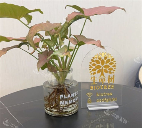 上海生命树医疗美容医院桌面展示