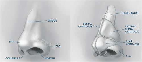 鼻子的結(jié)構(gòu)圖