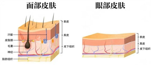 不同部位皮肤结构