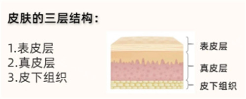 皮肤结构有哪些