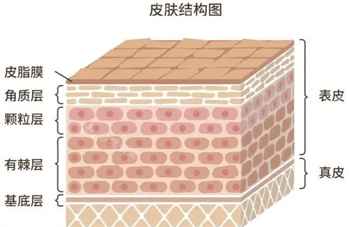 皮肤结构简介
