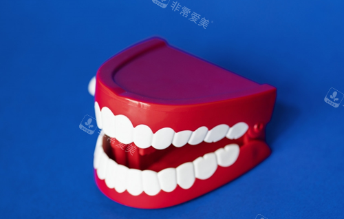 牙齿模型