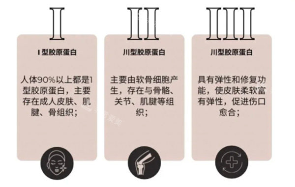 胶原蛋白一型和三型差异