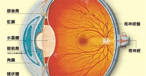 角膜位置示意图