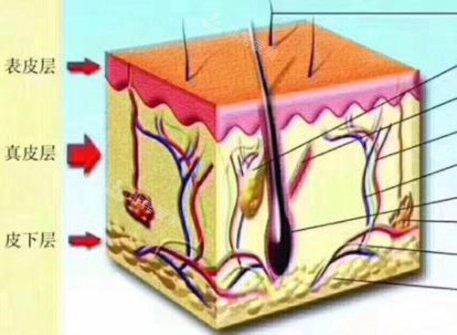 韩国shineu皮肤科建大...