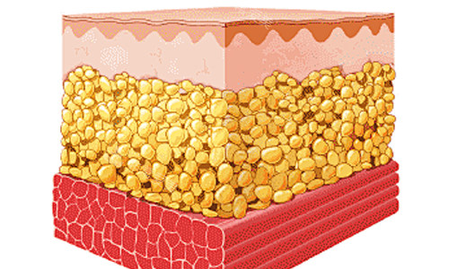 脂肪层在皮肤上的位置