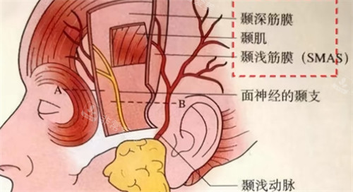 耳部构造示意图