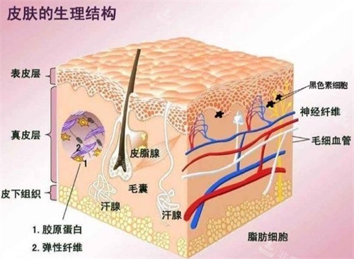 皮肤生理结构
