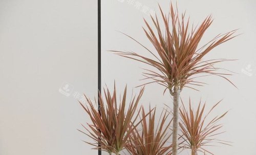 西安赫本整形绿植示意图