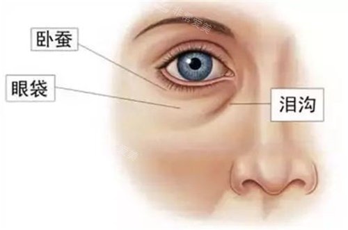 眼部结构示意图 眼部结构示意图