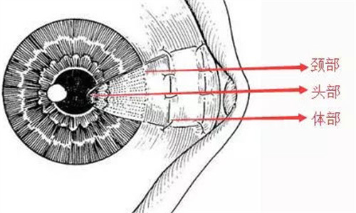 翼状胬肉手术需要切除部位图解