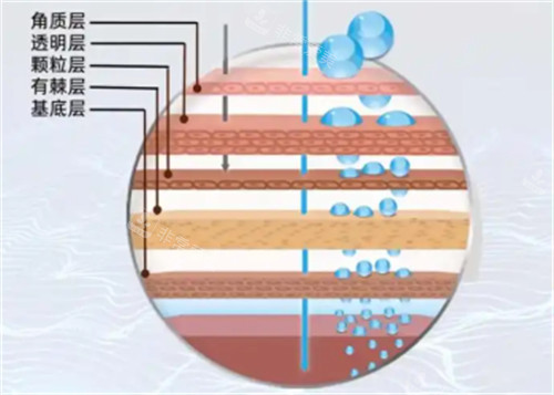 皮肤层次区别 皮肤层次区别