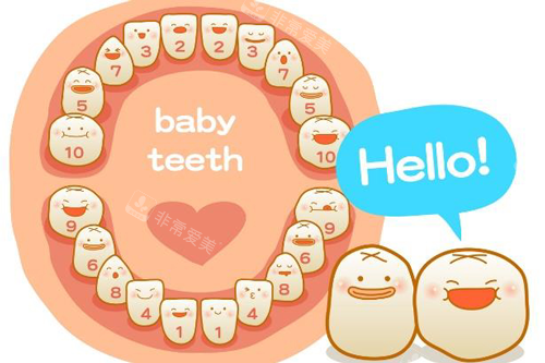 宝宝牙齿生长图