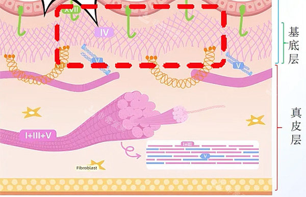 一型胶原蛋白和三型区别在哪