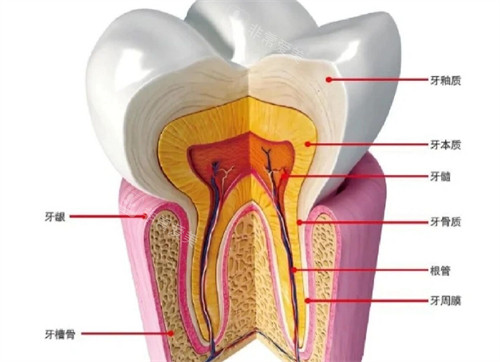 牙齿疼是什么造成的