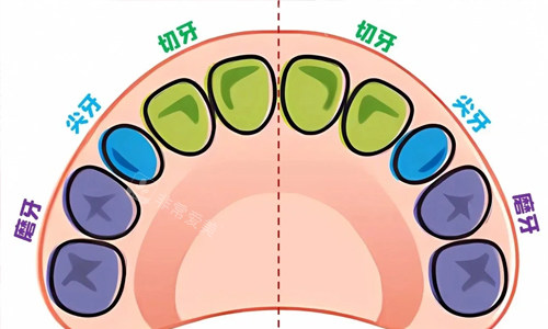 宝宝牙齿分布图