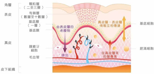 皮肤层次简介图解