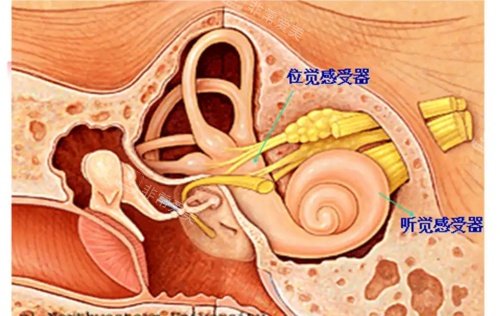 内耳结构示意图