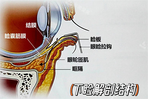 下睑结构