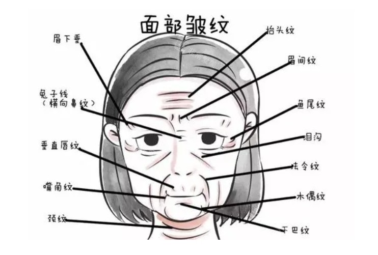 面部细纹部位展示图