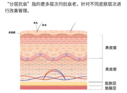 什么是分层抗衰